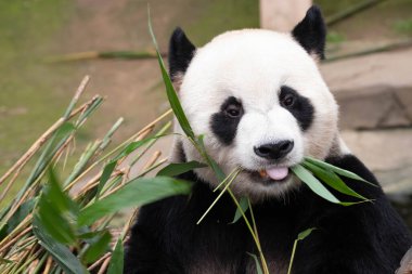Neşeli erkek panda, Le Bao, bambu yiyor, Güney Kore