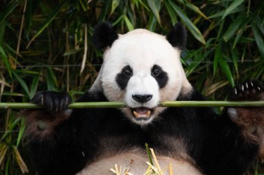 Neşeli Erkek Panda, Le Bao, Bambu Yeme, Güney Kore