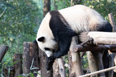 Dev pandayı kapat ve merdivenlerden in.