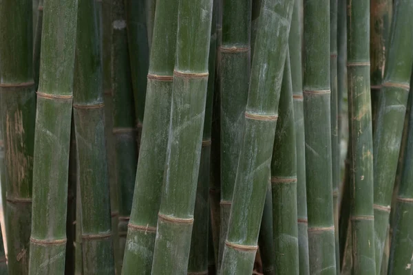 stock image Green Bamboo groove in Panda Breeding Center