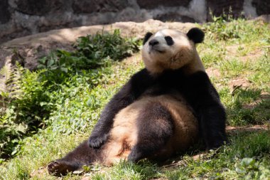 Tüylü Dev Panda Yeşil Yard 'da dinleniyor.