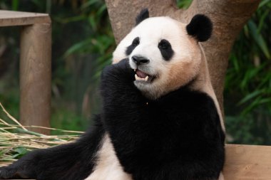 Mutlu Panda Fu Bao bambu yaprakları yiyor, Güney Kore