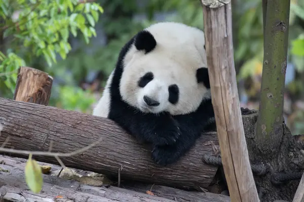 fluffy sleepy panda on the tree
