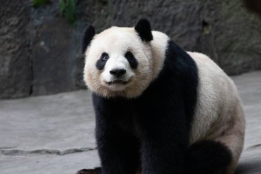 Tatlı dişi panda, Er Shun Kanada 'dan döndü ve kameraya bakıyor.