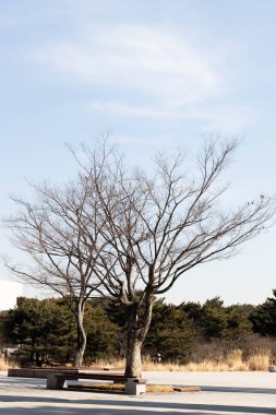 Mevsim değiştiğinde, düşen yapraklar, yeşil köknar ve yapraklar azaldığında huzurlu atmosfer
