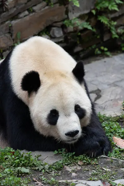 stock image Tai Shan , Panda from USA , is relaxing on the green yard