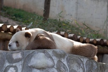 Mutlu Kahverengi Panda, Qi Zai, Louguantai Ulusal Orman Parkı, Xi 'an, Çin