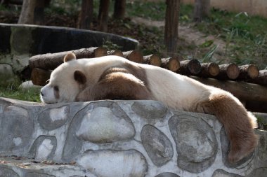 Mutlu Kahverengi Panda, Qi Zai, Louguantai Ulusal Orman Parkı, Xi 'an, Çin