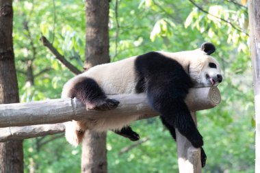 Dev panda ahşap yapının üzerinde uyuyor.