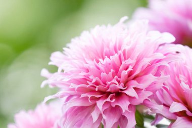 Kapatın Çiçek açan Pembe Dahlia Çiçekleri