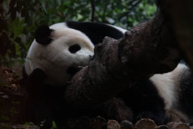 Mutlu panda ağaçta uyuyor, Chengdu Panda Üssü, Chengdu, Çin