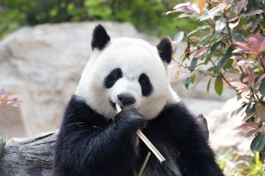 Uzun bambu, Chengdu, Çin yerken komik panda pozu.