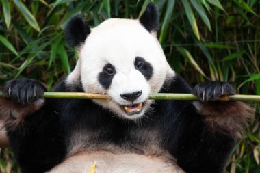 Neşeli erkek panda, Le Bao, bambu yiyor, Güney Kore