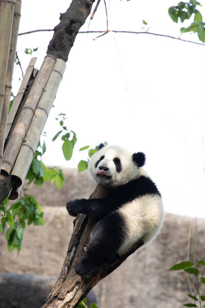 Милая маленькая панда отдыхает на дереве, Чэнду, Китай