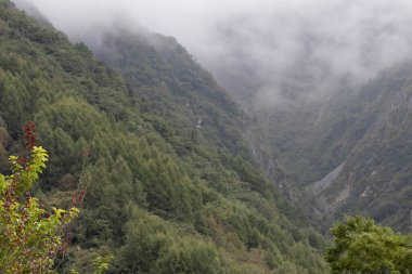 Yeşil Dağ 'ın üzerindeki sis ve yemyeşil ağaçlar