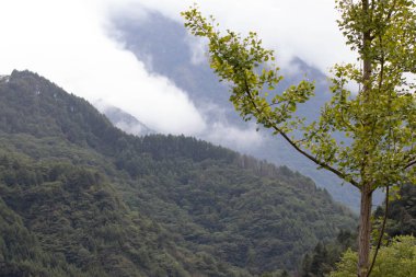 Yeşil Dağ 'ın üzerindeki sis ve yemyeşil ağaçlar