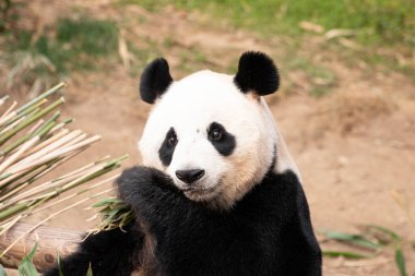 Mutlu Tüylü Dev Panda, Ai Bao, Güney Kore