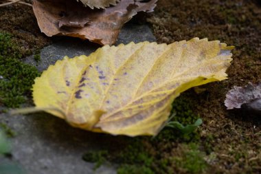 Doğanın güzelliği, parkın her yerinde renkli kuru akçaağaç yaprakları.