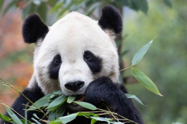 Amerika 'dan Panda, Tai Shan, Bambu Yaprakları yiyor.