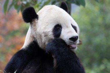 Amerika 'dan Panda, Tai Shan, Bambu Yaprakları yiyor.