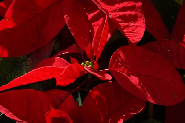 Bright Red Poinsettia Leaves Stock Image