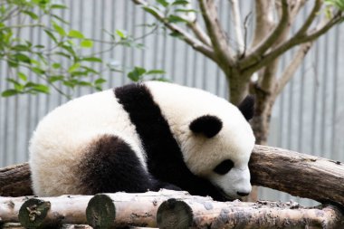 Küçük panda bahçede dinleniyor, Chengdu, Çin
