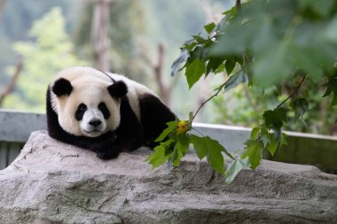Küçük panda bahçede dinleniyor, Chengdu, Çin