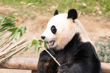 Mutlu Tüylü Dev Panda, Ai Bao, Güney Kore