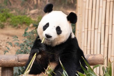 Mutlu Tüylü Dev Panda, Ai Bao, Güney Kore