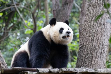 Güzel poz Dişi Panda, Yuan Run, Chengdu Panda Üssü, Çin
