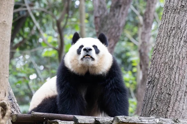 Güzel poz Dişi Panda, Yuan Run, Chengdu Panda Üssü, Çin