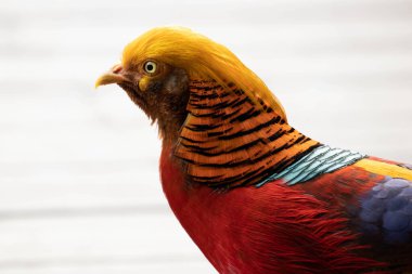 Parktaki Renkli Altın Sülün portresi