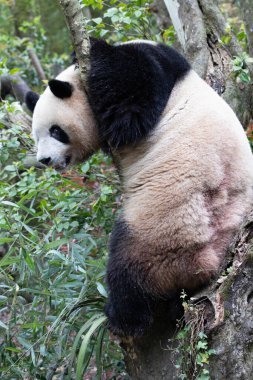 Tatlı dişi panda, Mei Lan diğer adıyla Rou Rou, Dujiangnyan, Çin