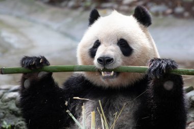 Komik bir panda, Qi Yi, Bambu, Chengdu, Çin