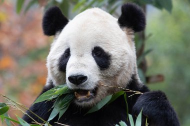 Amerika 'dan Panda, Tai Shan, Bambu Yaprakları yiyor.