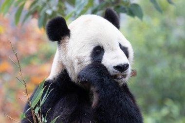 Amerika 'dan Panda, Tai Shan, Bambu Yaprakları yiyor.