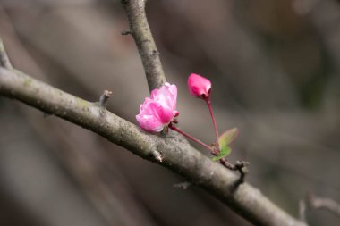Yapraksız ağaçta güzel kırılgan pembe çiçekler