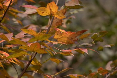 Doğa Güzeli, Kurumuş Kahverengi Yapraklar Eğrisi, Doku ve Desen 'in detaylarını gösteriyor.