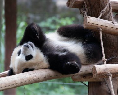 Küçük Panda 'nın komik duruşu, akrobatik hareketi, sallanan köprüde jimnastik yapması.