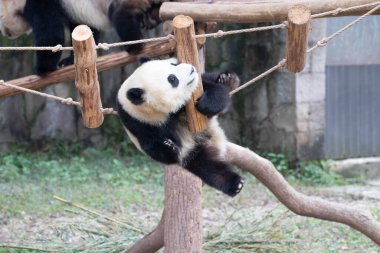 Küçük Panda 'nın komik duruşu, akrobatik hareketi, sallanan köprüde jimnastik yapması.