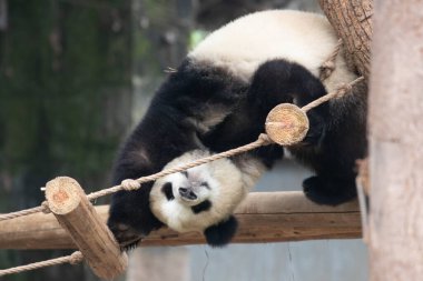 Küçük Panda 'nın komik duruşu, akrobatik hareketi, sallanan köprüde jimnastik yapması.