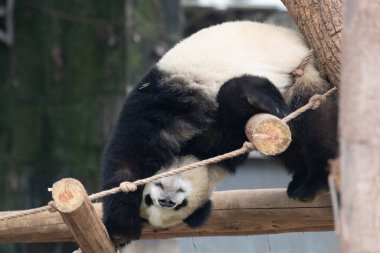 Küçük Panda 'nın komik duruşu, akrobatik hareketi, sallanan köprüde jimnastik yapması.