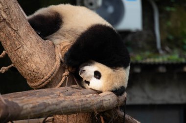 Küçük Panda 'nın komik duruşu, akrobatik hareketi, sallanan köprüde jimnastik yapması.