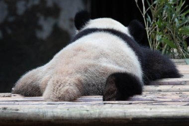 Çin ahşap kirişinde uyuyan pandanın komik duruşu