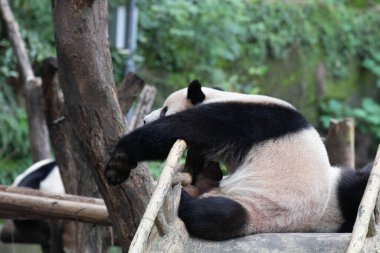 Çin ahşap kirişinde uyuyan pandanın komik duruşu