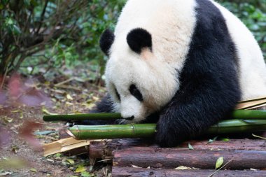 Yumuşak dişi panda Bei Chuan, bambu, Chengdu, Çin 'i yiyor.