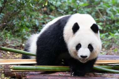 Tüylü dişi panda Bei Chuan, kameraya bakıyor, Chengdu, Çin