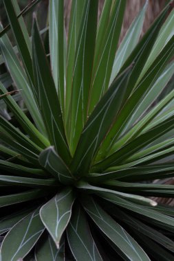 Beautiful shape and amazing surface of Cactus