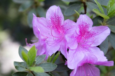 Parktaki güzel Pembe Azalea çiçekleri