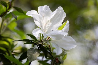 Parktaki güzel Beyaz Azalea çiçekleri